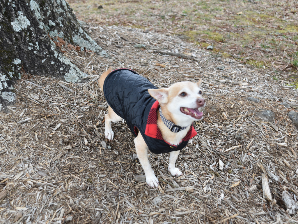 Dog with puffer coat on