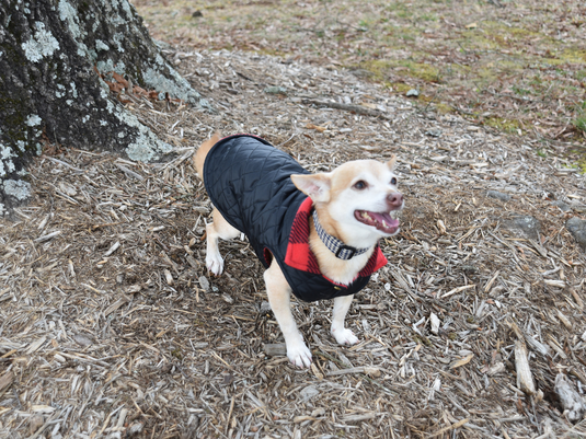 Dog with puffer coat on